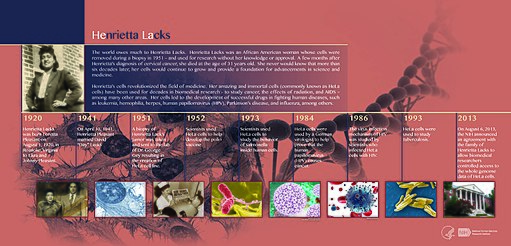 512px-Henrietta_Lacks_(HeLa)_Timeline_(26453304954)