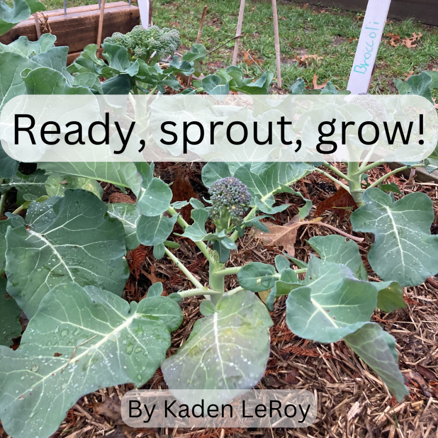 Ready, sprout, grow!