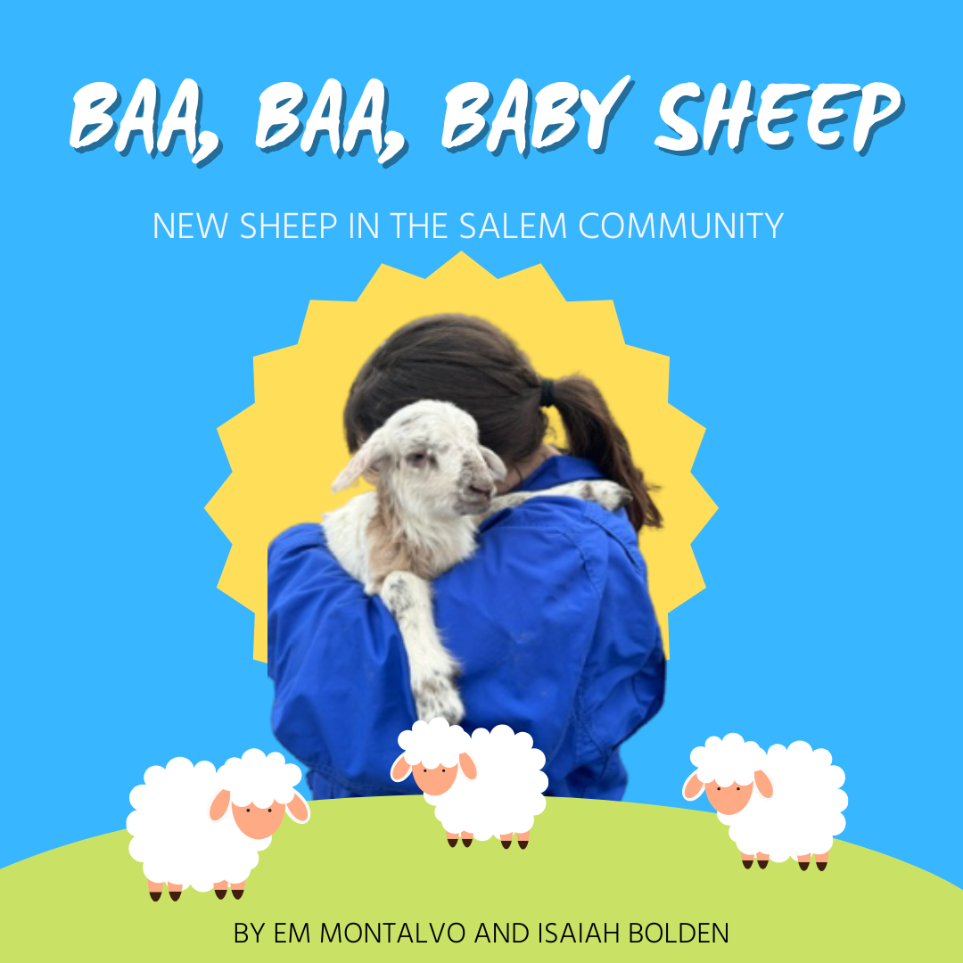 Baa Baa, Baby Sheep