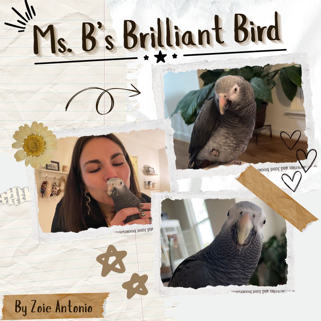 Ms. B’s Brilliant Bird